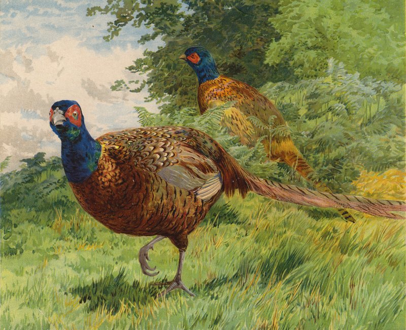 Sülünler (chromolitho) by Charles Collins
