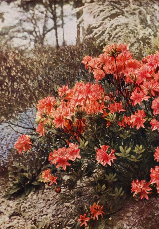 Hardy Açelya Çalısı (renkli fotoğraf) by Charles Essenhigh Corke