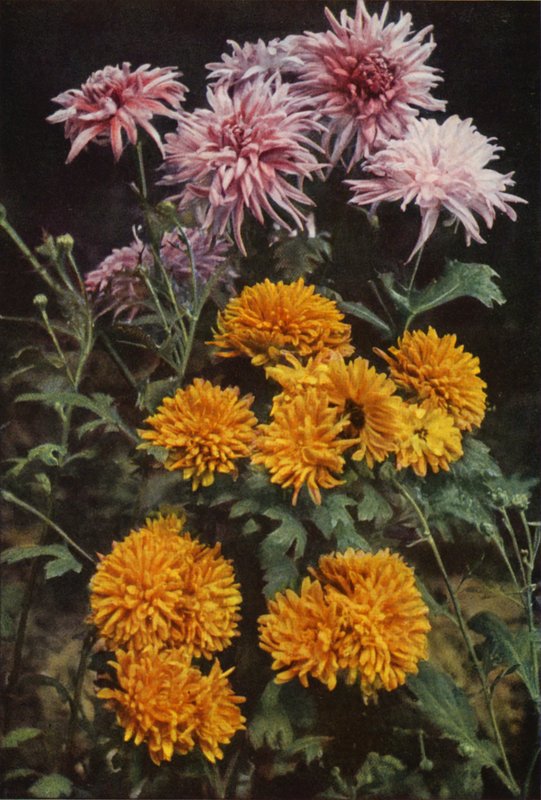 Kenar Krizantemleri (renkli fotoğraf) by Charles Essenhigh Corke