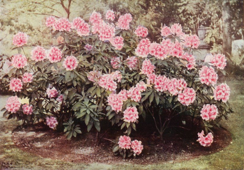 Rhododendron Pink Pearl, "The Heights"ta, Witley, Bayan Farnham
