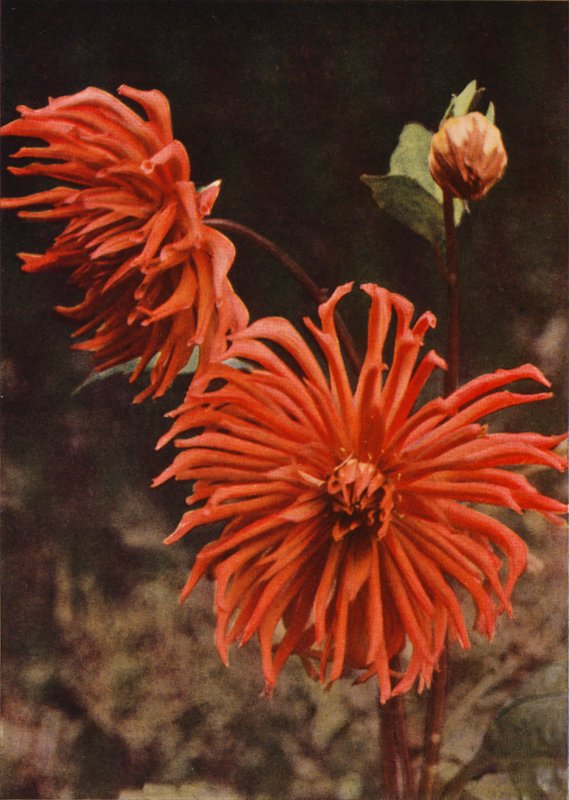 Kaktüs Dahlia "Brisbane" (renkli fotoğraf) by Charles Essenhigh Corke