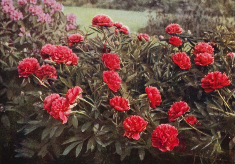 Old Double Crimson Paeony (renkli fotoğraf) by Charles Essenhigh Corke