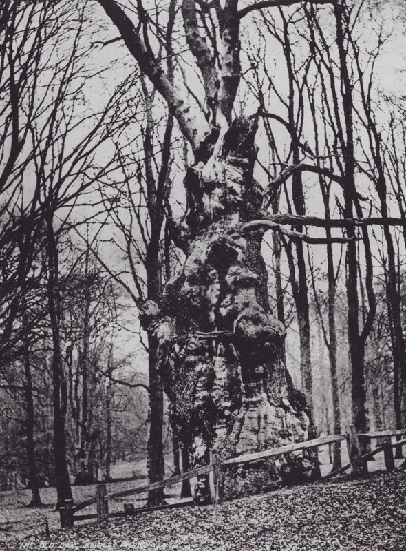 The Old Oak, Knole Park (s/b fotoğraf) by Charles Essenhigh Corke