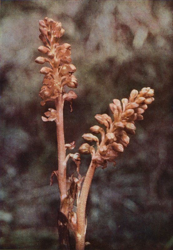 Kır çiçekleri: Kuş Yuvası Orkidesi (renkli fotoğraf) by Charles Essenhigh Corke