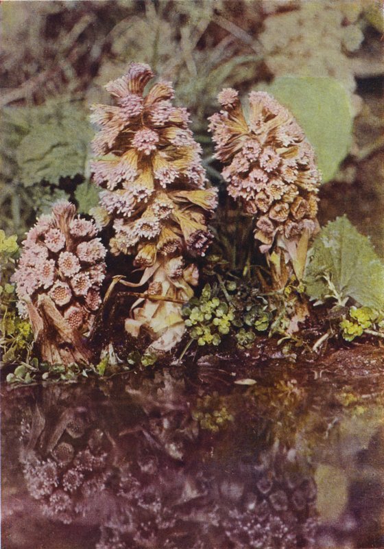 Kır çiçekleri: Bitterbur (renkli fotoğraf) by Charles Essenhigh Corke