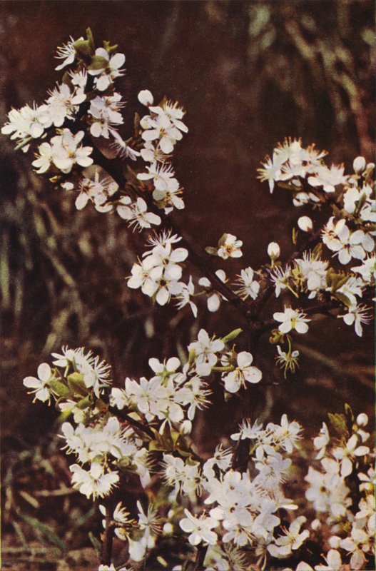 Kır çiçekleri: Karaçalı (renkli fotoğraf) by Charles Essenhigh Corke