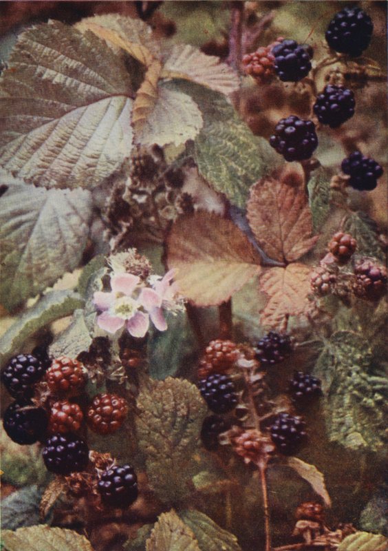 Kır çiçekleri: Bramble (renkli fotoğraf) by Charles Essenhigh Corke