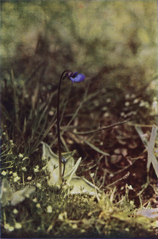 Kır çiçekleri: Butterwort (renkli fotoğraf) by Charles Essenhigh Corke