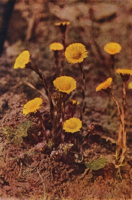 Kır çiçekleri: Ökseotu (renkli fotoğraf) by Charles Essenhigh Corke