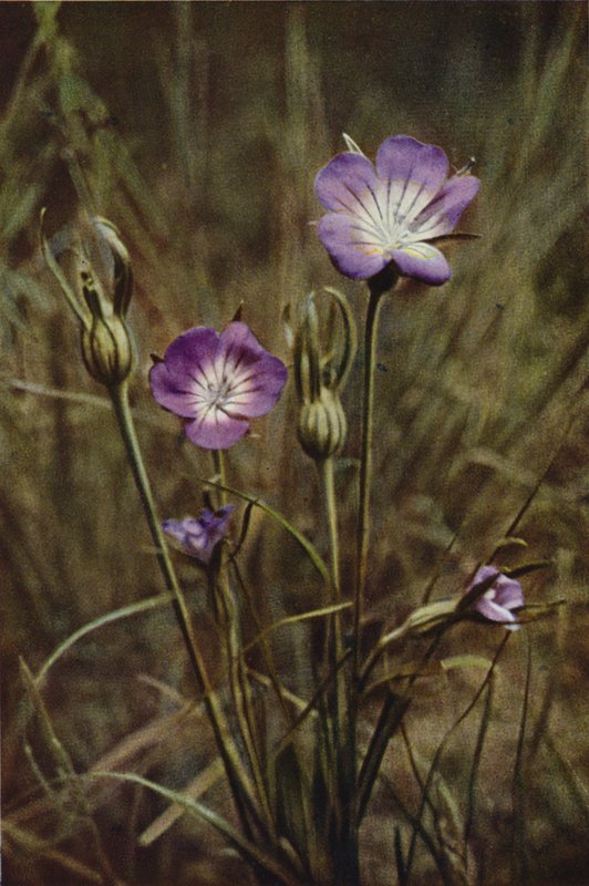 Kır çiçekleri: Mısır-Kahkaha (renkli fotoğraf) by Charles Essenhigh Corke
