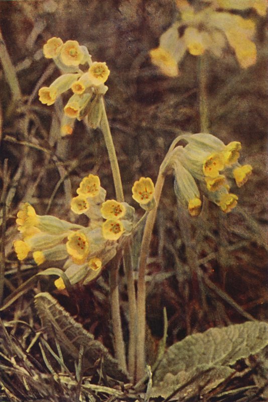 Kır çiçekleri: Körük (renkli fotoğraf) by Charles Essenhigh Corke