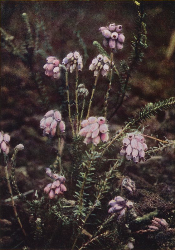 Kır çiçekleri: Çapraz Yapraklı Çalı (renkli fotoğraf) by Charles Essenhigh Corke