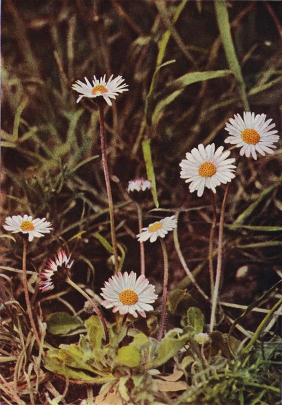 Kır çiçekleri: Papatya (renkli fotoğraf) by Charles Essenhigh Corke