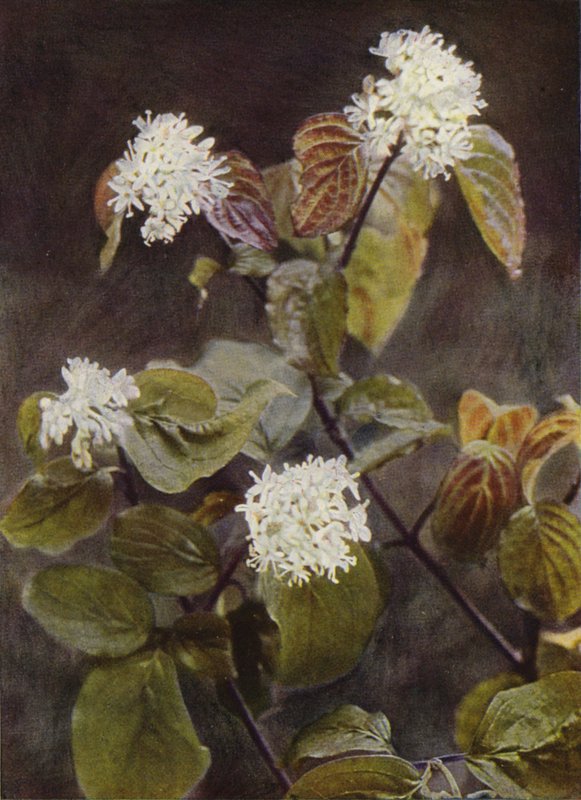 Kır çiçekleri: Kızılcık (renkli fotoğraf) by Charles Essenhigh Corke