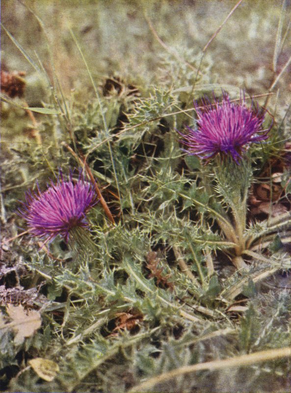 Kır çiçekleri: Cüce Devedikeni (renkli fotoğraf) by Charles Essenhigh Corke