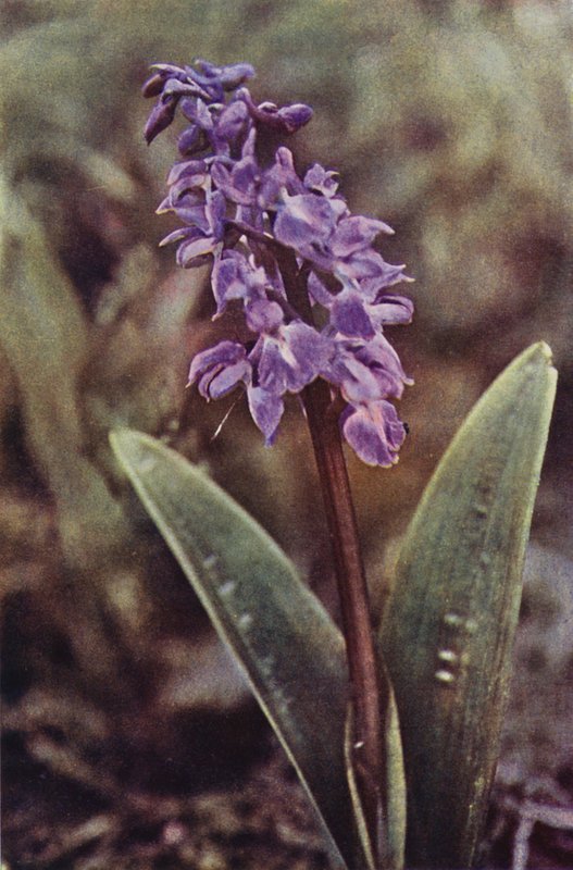 Kır çiçekleri: Erken Mor Orkide (renkli fotoğraf) by Charles Essenhigh Corke