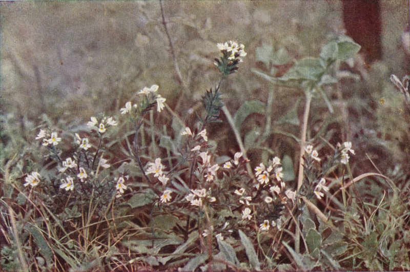 Kır çiçekleri: Eyebright (renkli fotoğraf) by Charles Essenhigh Corke