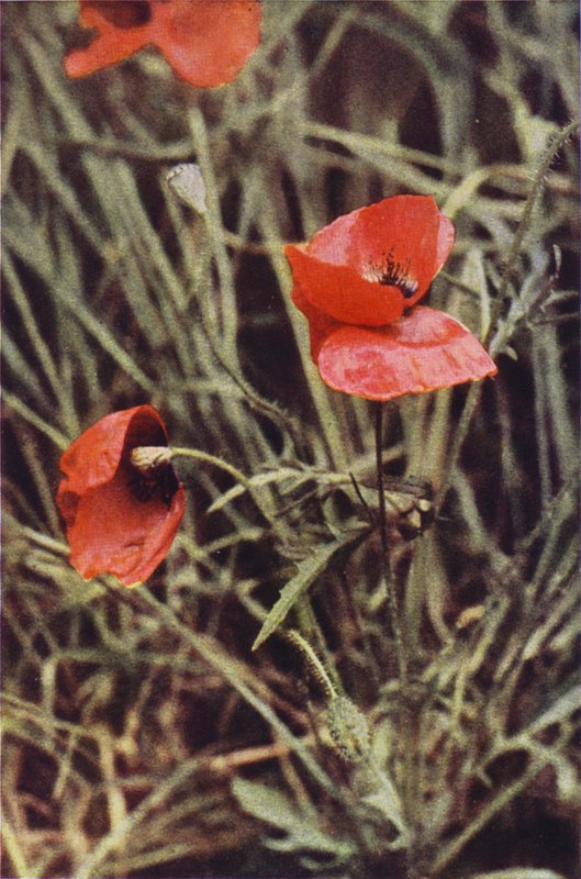 Kır çiçekleri: Tarla Haşhaşı (renkli fotoğraf) by Charles Essenhigh Corke