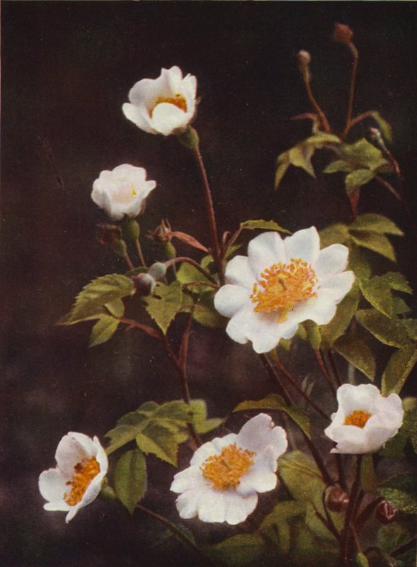 Kır çiçekleri: Tarla Gülü (renkli fotoğraf) by Charles Essenhigh Corke