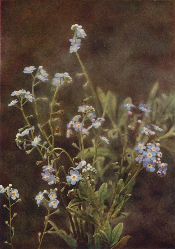 Kır çiçekleri: Beni Unutma (renkli fotoğraf) by Charles Essenhigh Corke