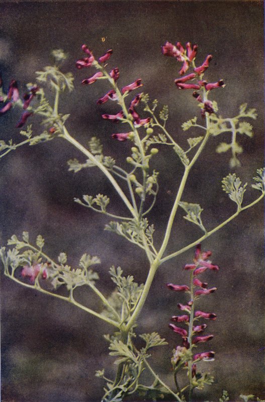 Kır çiçekleri: Fumitory (renkli fotoğraf) by Charles Essenhigh Corke