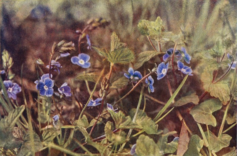 Kır çiçekleri: Germander Speedwell (renkli fotoğraf) by Charles Essenhigh Corke