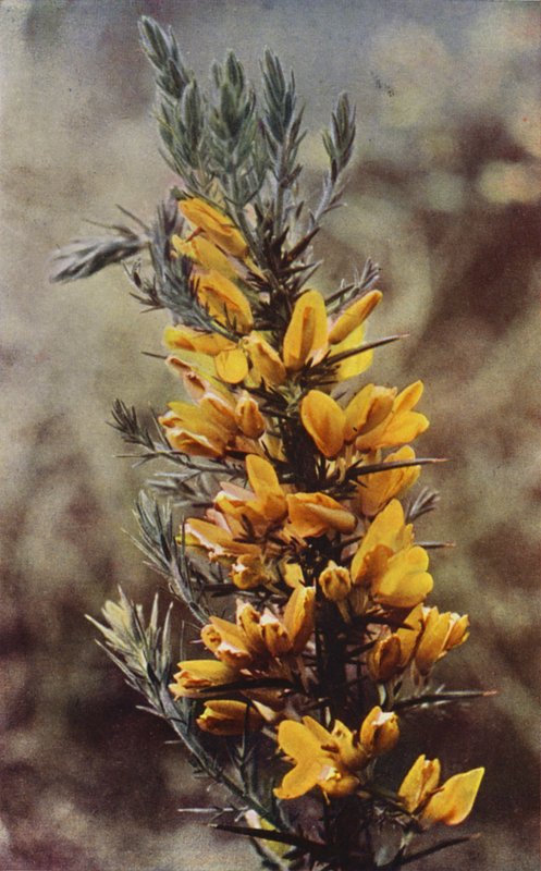 Kır çiçekleri: Karaçalı (renkli fotoğraf) by Charles Essenhigh Corke