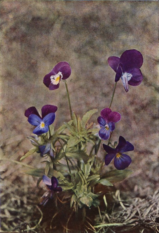 Kır çiçekleri: Heartsease (renkli fotoğraf) by Charles Essenhigh Corke