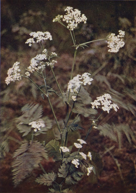 Kır çiçekleri: Hedge Maydanoz (renkli fotoğraf) by Charles Essenhigh Corke