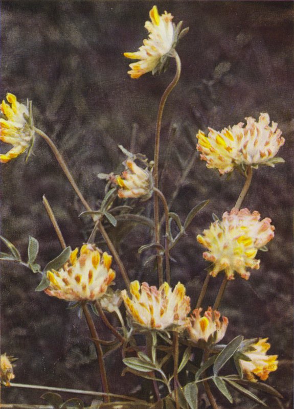Kır çiçekleri: Böbrek Fiğ (renkli fotoğraf) by Charles Essenhigh Corke