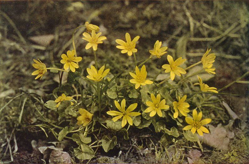 Kır çiçekleri: Küçük Kırlangıçotu (renkli fotoğraf) by Charles Essenhigh Corke