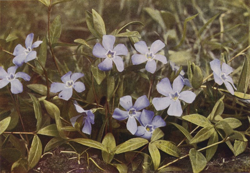 Kır çiçekleri: Küçük Deniz Salyangozu (renkli fotoğraf) by Charles Essenhigh Corke