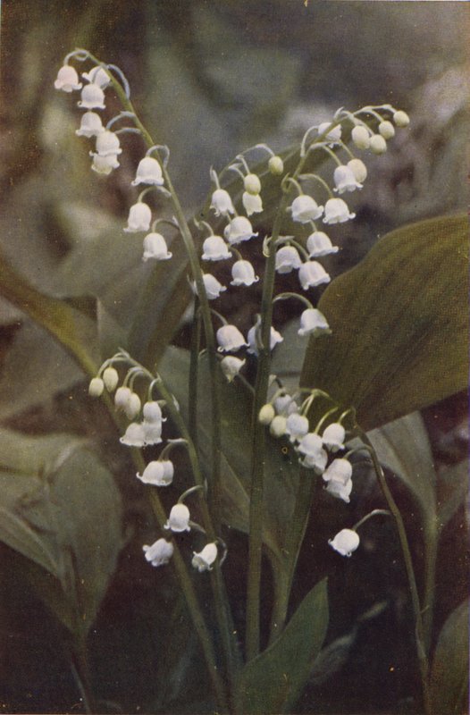 Kır çiçekleri: Vadideki Zambak (renkli fotoğraf) by Charles Essenhigh Corke