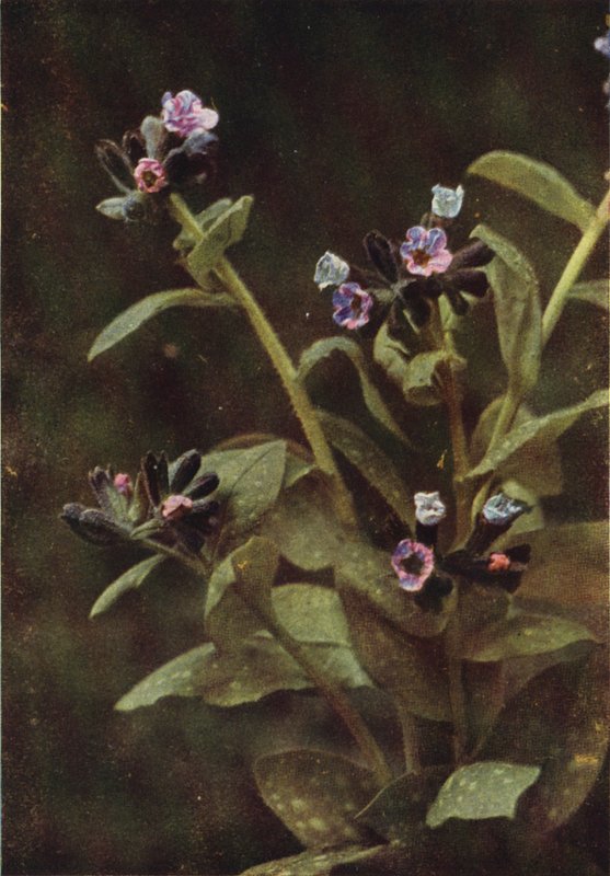 Kır çiçekleri: Lungwort (renkli fotoğraf) by Charles Essenhigh Corke