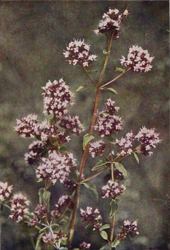 Kır çiçekleri: Mercanköşk (renkli fotoğraf) by Charles Essenhigh Corke