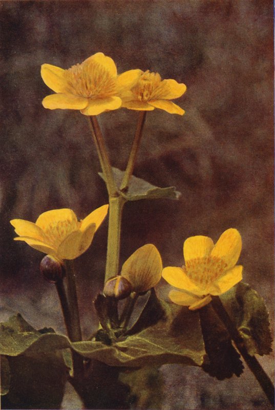 Kır çiçekleri: Marsh Marigold (renkli fotoğraf) by Charles Essenhigh Corke