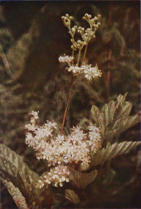 Kır çiçekleri: Çayır-Tatlı (renkli fotoğraf) by Charles Essenhigh Corke