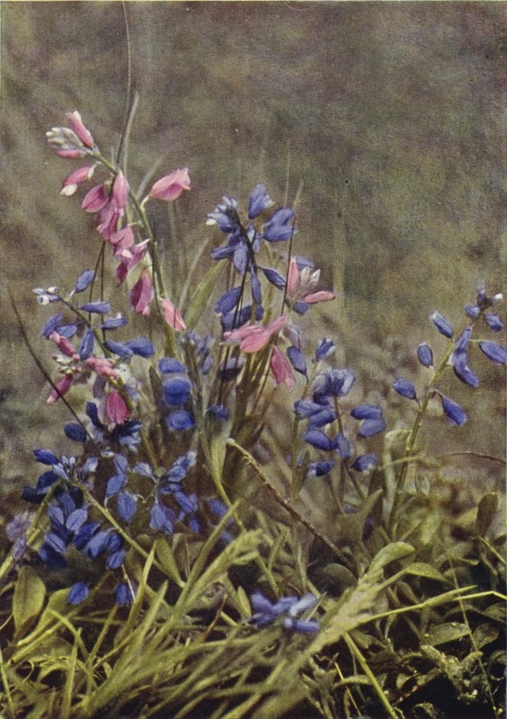 Kır çiçekleri: Milkwort (renkli fotoğraf) by Charles Essenhigh Corke