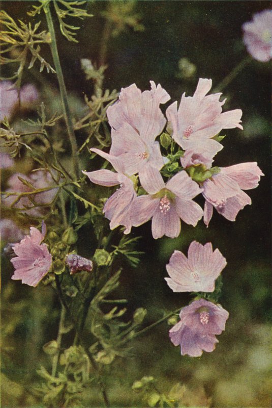 Kır çiçekleri: Misk Ebegümeci (renkli fotoğraf) by Charles Essenhigh Corke