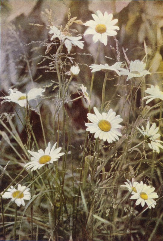 Kır çiçekleri: Ox-Eye Daisy (renkli fotoğraf) by Charles Essenhigh Corke