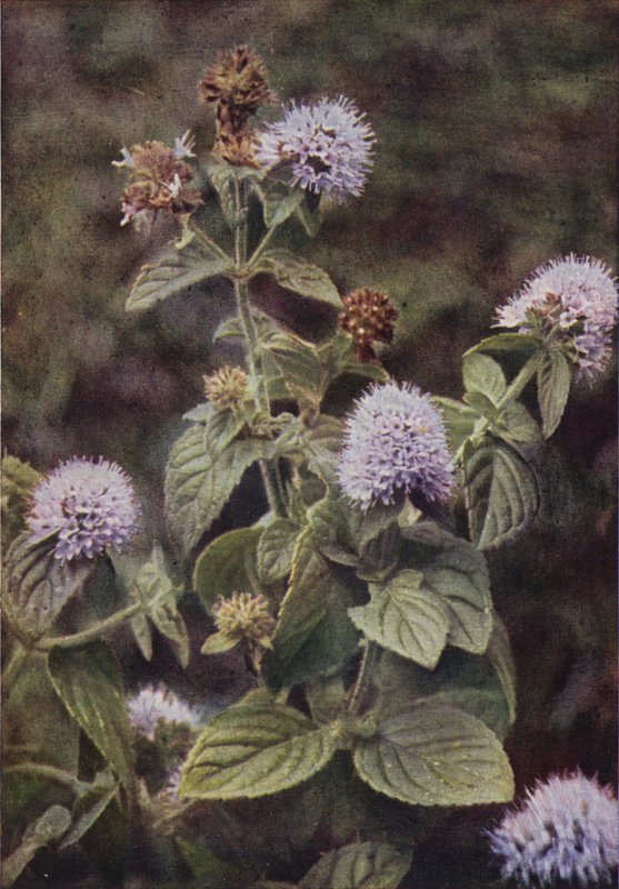 Kır çiçekleri: Biber-Nane (renkli fotoğraf) by Charles Essenhigh Corke