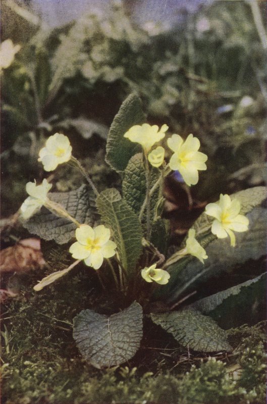 Kır çiçekleri: Primrose (renkli fotoğraf) by Charles Essenhigh Corke