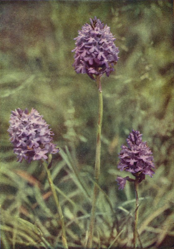 Kır çiçekleri: Piramit Orkide (renkli fotoğraf) by Charles Essenhigh Corke