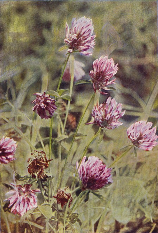Kır çiçekleri: Kırmızı Yonca (renkli fotoğraf) by Charles Essenhigh Corke