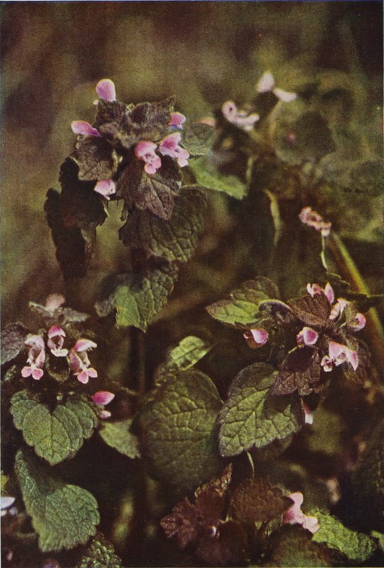 Kır çiçekleri: Isırgan Otu (renkli fotoğraf) by Charles Essenhigh Corke