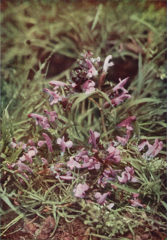 Kır çiçekleri: Kırmızı Çıngırak (renkli fotoğraf) by Charles Essenhigh Corke
