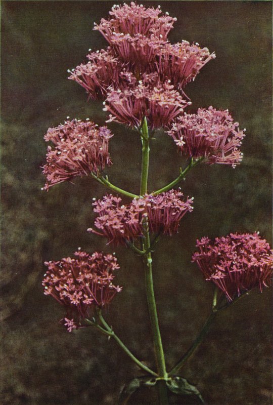 Kır çiçekleri: Kırmızı Kediotu (renkli fotoğraf) by Charles Essenhigh Corke
