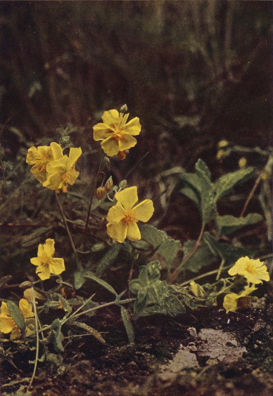 Kır çiçekleri: Rock Rose (renkli fotoğraf) by Charles Essenhigh Corke