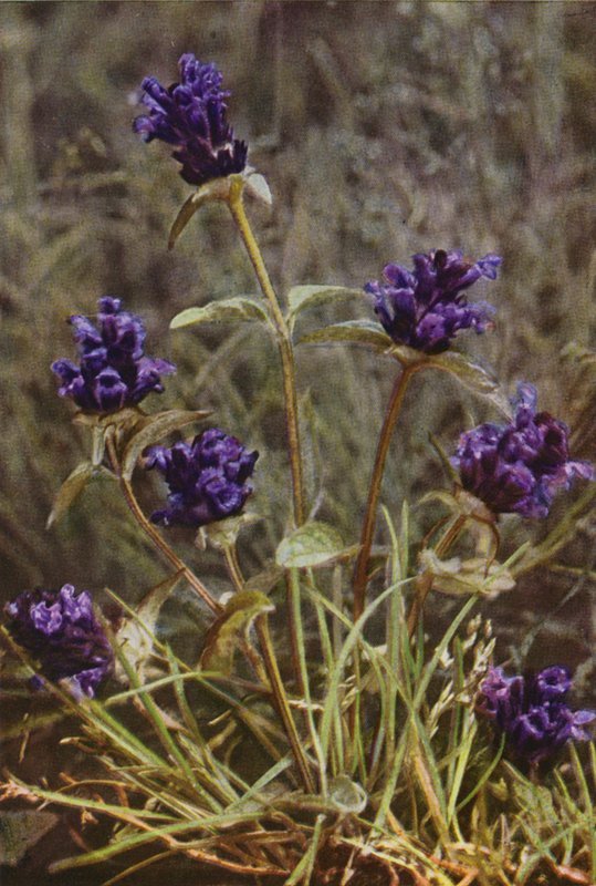 Kır çiçekleri: Kendi Kendini İyileştirme (renkli fotoğraf) by Charles Essenhigh Corke