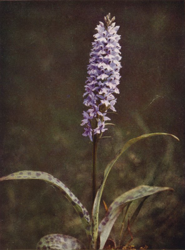 Kır çiçekleri: Benekli Orchis (renkli fotoğraf) by Charles Essenhigh Corke